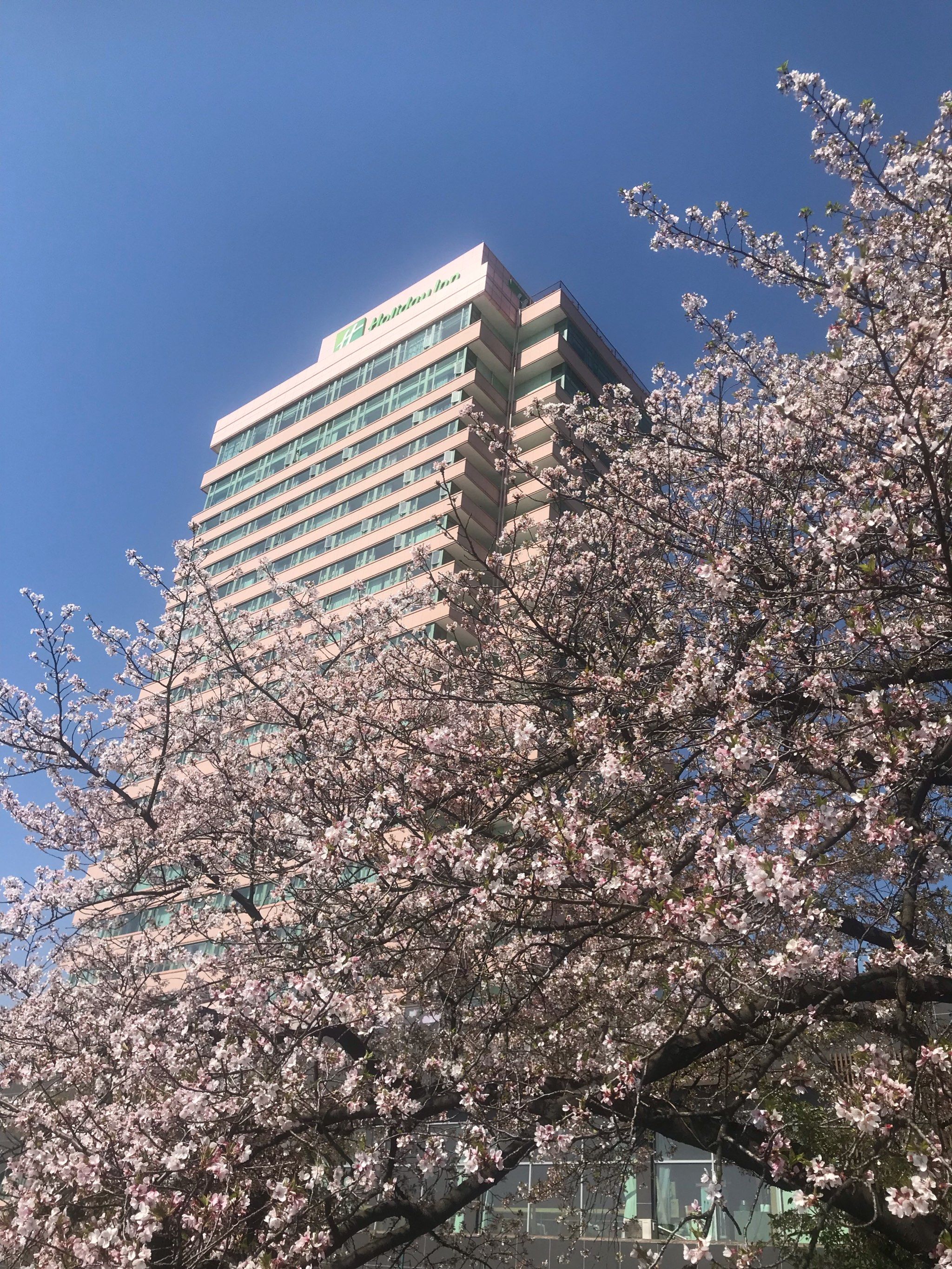 晴川饭店赏樱花,每年的固定项目[捂脸]
