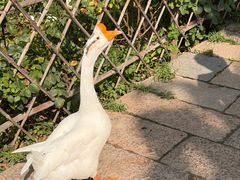 -春风习习