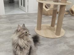 -楼上猫咖(罗湖店)