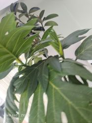 -HEYAN荷妍专业脱毛连锁机构