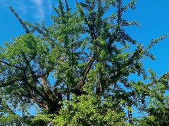 -上海佘山国家森林公园天马山园