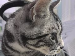-纳吉亚猫专科动物医院·北北分院