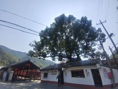-新建村梅花