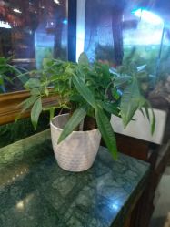 -木北造型