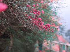 -木兰云雾山