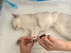 -灵美宠物诊所