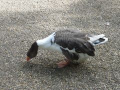 -费瑟代尔野生动物园