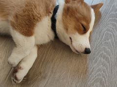 -浣熊柯尔鸭土拨鼠·电玩咖