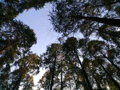 -黄海国家森林公园