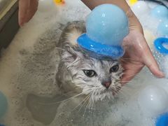 -佳雯宠物医院·皮肤科·内外科(春晓路分院)