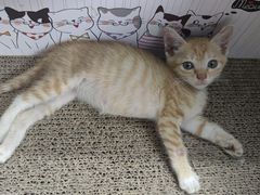 -袖虎宠物·金渐层缅因猫舍(灵芝店)