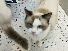-喵喵咪呀布偶猫咖(春熙路店)