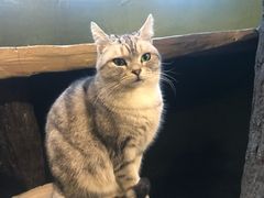 -猫猫幼稚园·撸猫·桌游·电玩