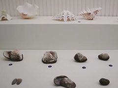 -青岛贝壳博物馆