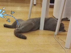 -猫咪派对(江南西店)