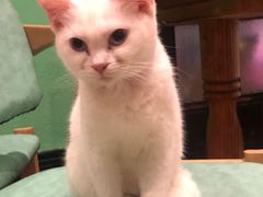 -猫色咖啡·猫咖
