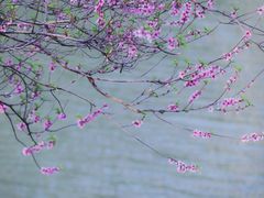 -贡湖湾湿地公园