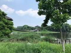 -荷塘月色湿地公园·向阳花洲
