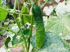 -万源龙顺度假庄园生态观光园