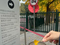 -三里屯东五街银杏大道