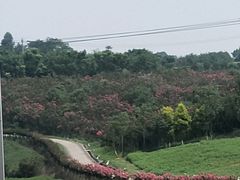 -紫颐香薰山谷景区