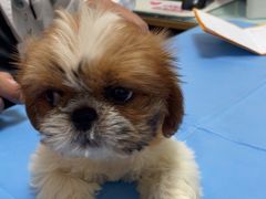 -宠福鑫动物医院(望京分院)