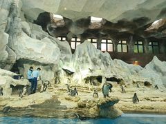 -帝企鹅自助餐厅•儿童岛•真企鹅(长隆企鹅酒店)