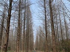-东平国家森林公园