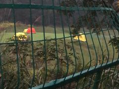 -成都蒲江花样年福朋喜来登度假酒店·宜客乐西餐厅