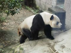 -成都动物园