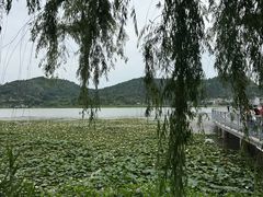 -鸣鹤古镇