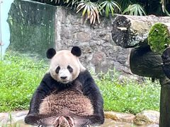 -都江堰中华大熊猫苑