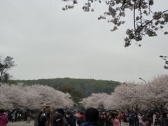 -武汉大学-樱园