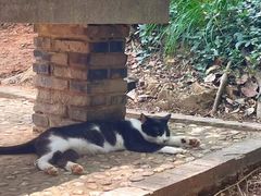 -上海佘山国家森林公园天马山园