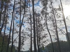 -荔湾湖公园