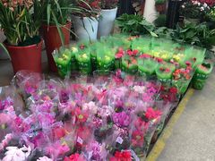 -双季花艺园艺市场(浦东店)