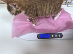 -北京观赏动物医院·24小时大型综合·猫专科·异宠专科
