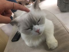 -猫和宫(六道口店)