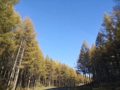 -塞罕坝国家级自然保护区