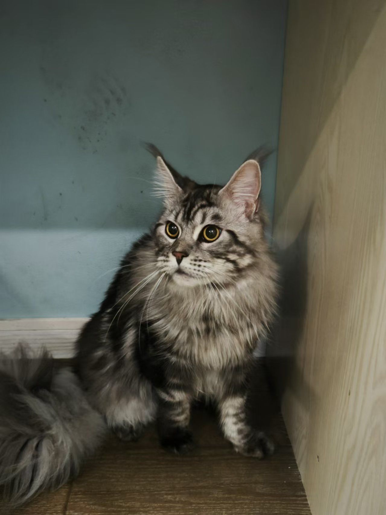 一岁缅因弟弟猫杯状病毒感染治疗