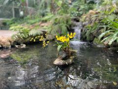 -中国科学院华南植物园