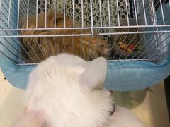 -雨林宠物医院 非犬猫异宠专科