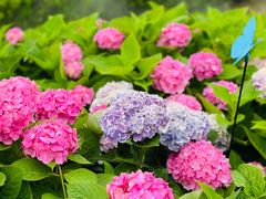 -上海共青森林公园