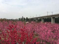 -秀丽东方