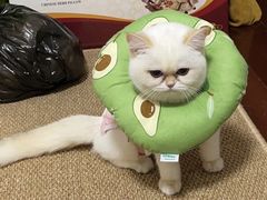 -纳吉亚猫专科动物医院·北北分院