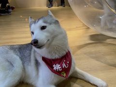 -Husky Go! 哈士奇体验馆·宠物咖啡厅狗咖