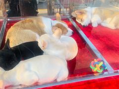-中环花鸟鱼虫市场