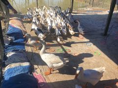 -武汉紫薇都市田园