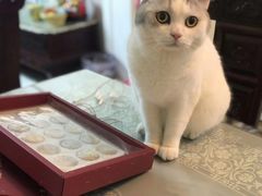 -喵的天空名猫咖啡馆·撸猫·猫舍·用品