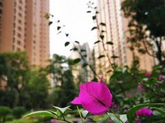 -仁恒滨河湾